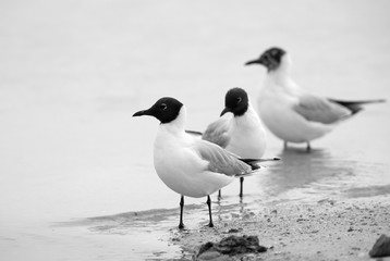 Black-headed gulls at Busaiteen coast, Bahrain
