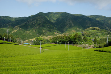 Beautiful tea field at Setoya village, Shizuoka prefecture, Japan. The tea harvesting season during spring time.
