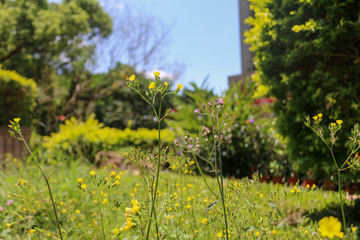 Obraz premium field of dandelions