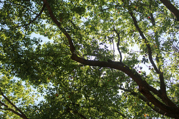 Obraz premium tree and sky