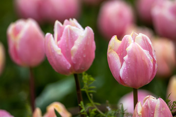 チューリップの花　春イメージ