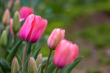 チューリップの花　春イメージ