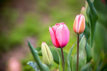チューリップの花　春イメージ