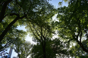 Fototapeta premium trees and sky