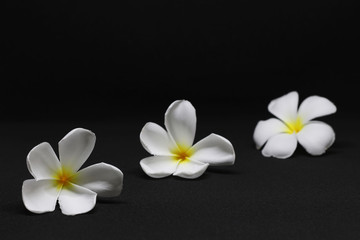 Close up group of flowers on black background , White Plumeria flower isolate