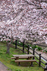 桜の花　春イメージ