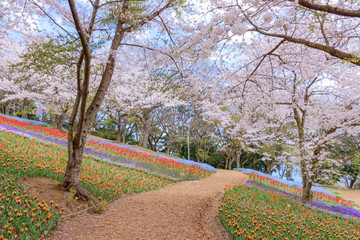 Obraz premium 火の山公園トルコチューリップ園 山口県下関市 Yamaguchi Shimonoseki city
