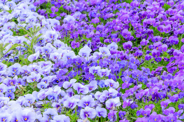 Naklejka premium パンジーとビオラ 火の山公園トルコチューリップ園 山口県下関市 Pansy and Viola flower Hinoyama Park Yamaguchi Shimonoseki city