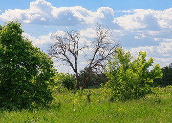 Fototapeta premium trees in the field