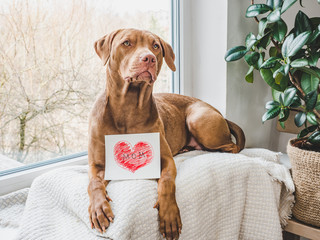 Adorable, charming puppy of chocolate color. Close-up, side view. Studio photo, white color. Concept of care, education, obedience training and raising of animals