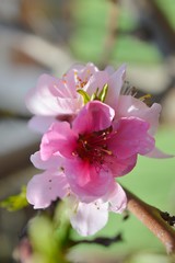 Beautiful pink flowers with blur background,Nectarine flowers .
