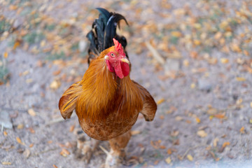 rooster running wild  in farm