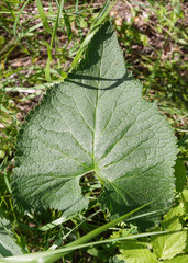 green leaf with dew drops