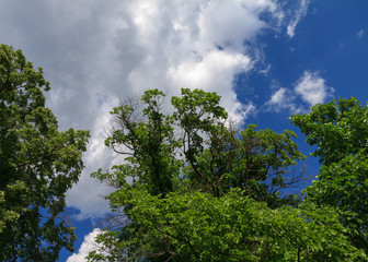 a large green tree with a spreading crown on a hot summer day