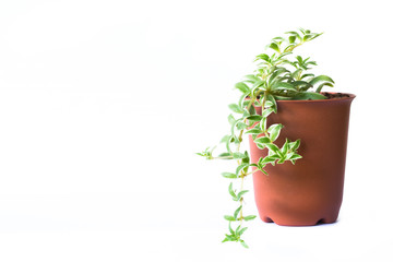 Obraz premium Portulacaria Afra : cactus a kind of succulent in plastic pot on white background