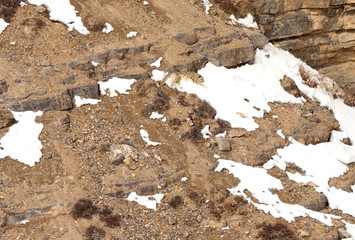 Snow Leoprad mother and cubs on a mountain near Kibber village, Spiti valley of Himachal Pradesh, India