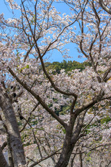 桜の花　春イメージ