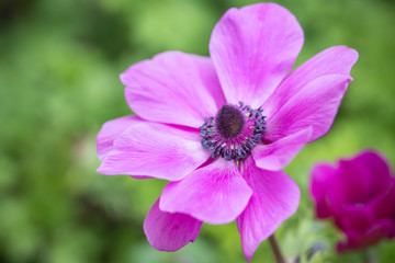 アネモネの花　春イメージ