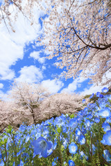 桜とネモフィラ　火の山公園トルコチューリップ園　山口県下関市 
Cherry Blossoms and Nemophila Hinoyama Park Yamaguchi Shimonoseki city