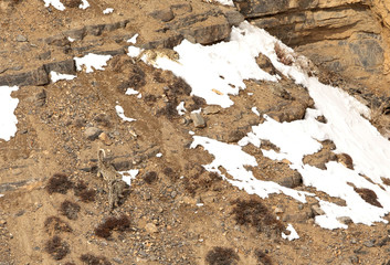 Siblings loving each other while mother and  a cub relaxing at other end on the cliff near Kibber village, Spiti valley of Himachal Pradesh, India