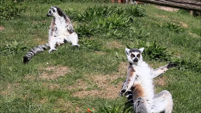 funny animal catta lemur monkey, sun bathe
