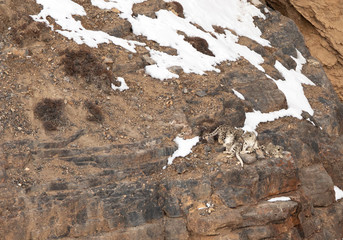 Mother and Cubs together on the cliff near Kibber village, Spiti valley of Himachal Pradesh, India