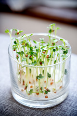 かいわれ大根の屋内栽培