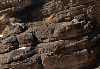 Leopards Cubs releaxing on the cliff near Kibber village, Spiti valley of Himachal Pradesh, India