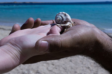 Child's hand in the hand of a man with a small Egyptian crab in the palm of his hand on the blue warm sea and sand