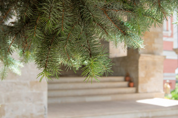 Fir branches, background-entrance to a Christian Church