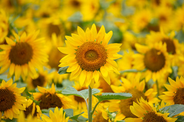 Fototapeta premium ヒマワリの花 夏イメージ