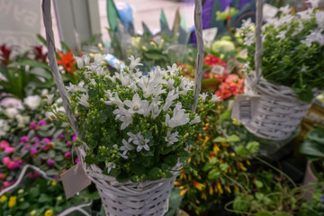   Beautiful flowers bluebells hang in a basket for sale in a flower shop.