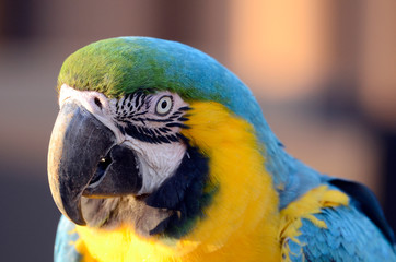 コンゴウインコ