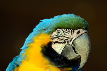 コンゴウインコ