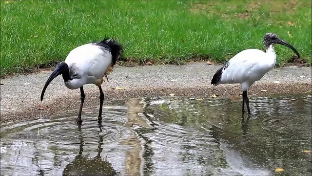 bird white ibis
