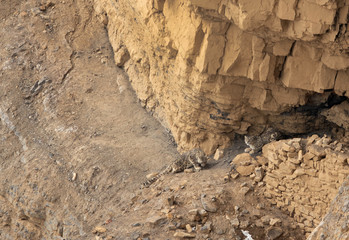 Snow leopards mating pair near a cave at Kibber, Spiti valley of Himachal Pradesh, India