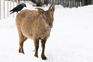 Moscow, Russia - Female of Mountain goat with a Western jackdaw bird sitting on her back.