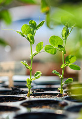 Seedling of sugar pea in homegrown garden