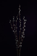 willow branches in a jug isolated on a black background