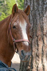Naklejka na ściany i meble Portrait of a three-quarter Bay horse with a white stripe on the nose