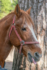 Portrait of a Bay horse in profile with a white stripe on its nose with its tongue hanging out