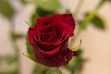 Red rose flowers on the light background.