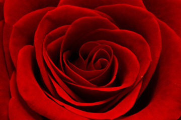 Red rose flowers on the light background.