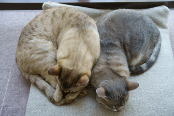 Australian Mist cats sleeping on grey floor