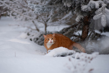 Red cat is walikng in snowy weather