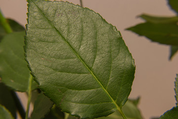 Rose leaf on the light background.