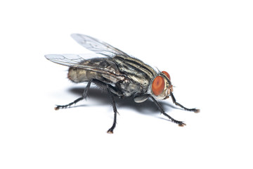 Oblique view of Housefly isolated on white background
