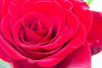Red rose flowers on the light background.