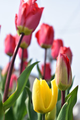 Naklejka premium Image of Tulip flower taken looking up