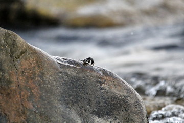 The crab climbed out on a rock